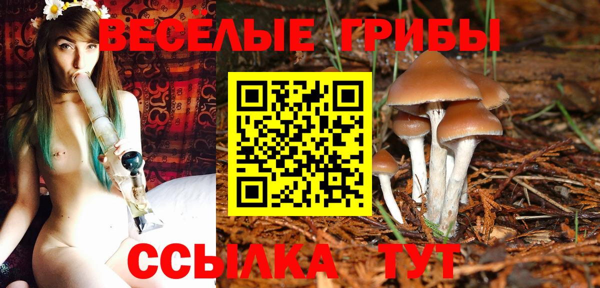 Галлюциногенные грибы Psilocybe Железноводск